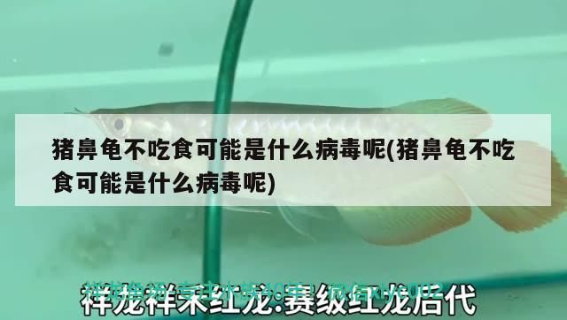 龍魚干蝦有營養嗎 豬鼻龜不吃食可能是什么病毒呢(豬鼻龜不吃食可能是什么病毒呢) 豬鼻龜百科 豬鼻龜不吃食可能是什么病毒呢(豬鼻龜不吃食可能是什么病毒呢) 豬鼻龜不吃食可能是什么病毒呢(豬鼻龜不吃食可能是什么病毒呢) 豬鼻龜百科