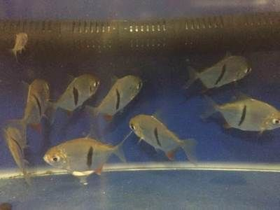 虎紋銀板魚的飼養秘籍：虎紋銀板魚的發色變化