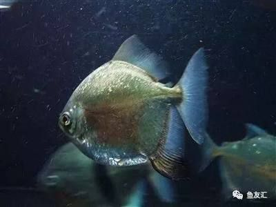虎紋銀板魚的飼養秘籍：虎紋銀板魚的發色變化