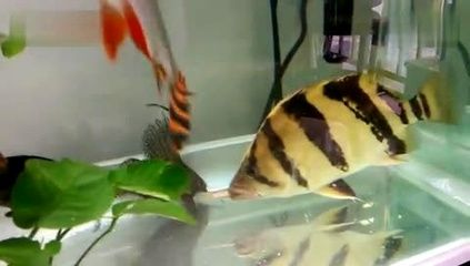 虎魚不吃泥鰍怎么辦：\"虎魚不吃泥鰍怎么辦\"