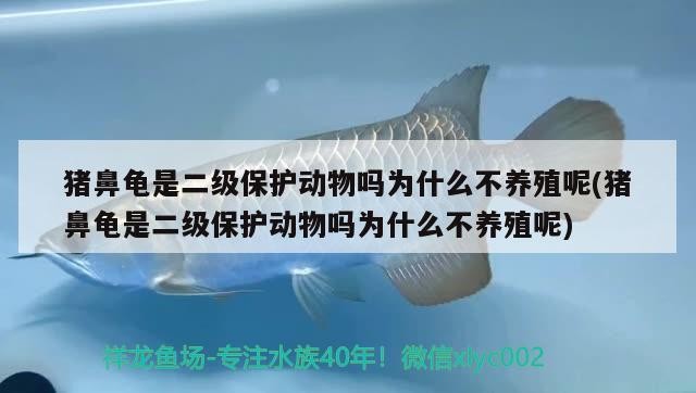 豬鼻龜是二級保護動物嗎為什么不養殖呢(豬鼻龜是二級保護動物嗎為什么不養殖呢)