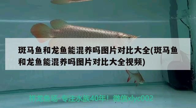 斑馬魚(yú)和龍魚(yú)能混養(yǎng)嗎圖片對(duì)比大全(斑馬魚(yú)和龍魚(yú)能混養(yǎng)嗎圖片對(duì)比大全視頻)