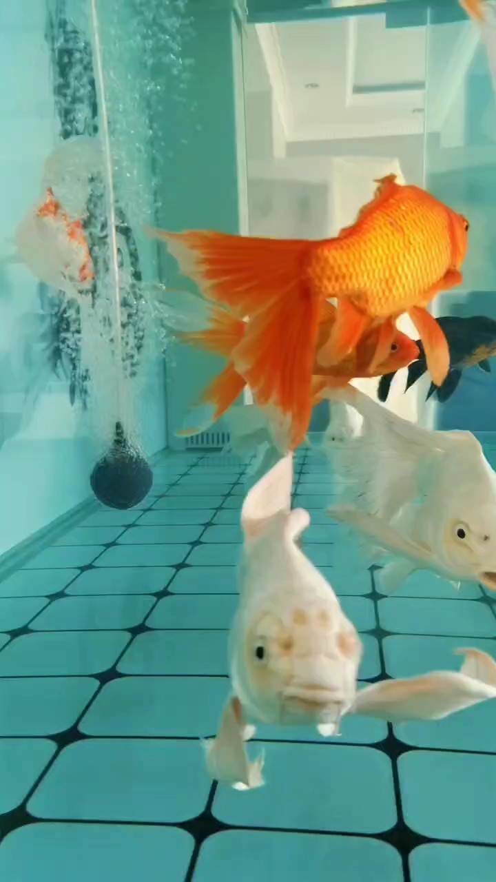 事事順遂，會越來越好，南無阿彌陀佛???????? 事事順遂，會越來越好，南無阿彌陀佛???????? 龍魚論壇