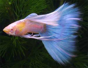 沈陽市鐵西區(qū)晨暉花卉水族漁具店(沈陽市鐵西區(qū)晨暉花卉水族漁具店地址) 全國水族館企業(yè)名錄 第2張 沈陽市鐵西區(qū)晨暉花卉水族漁具店(沈陽市鐵西區(qū)晨暉花卉水族漁具店地址) 沈陽市鐵西區(qū)晨暉花卉水族漁具店(沈陽市鐵西區(qū)晨暉花卉水族漁具店地址) 全國水族館企業(yè)名錄 第2張