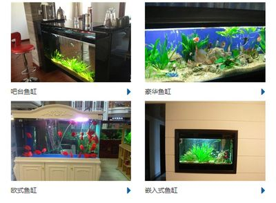 成品魚缸和定制魚缸哪個安全些：如何選擇適合自己需求的魚缸