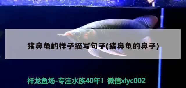 豬鼻龜的樣子描寫句子(豬鼻龜的鼻子)