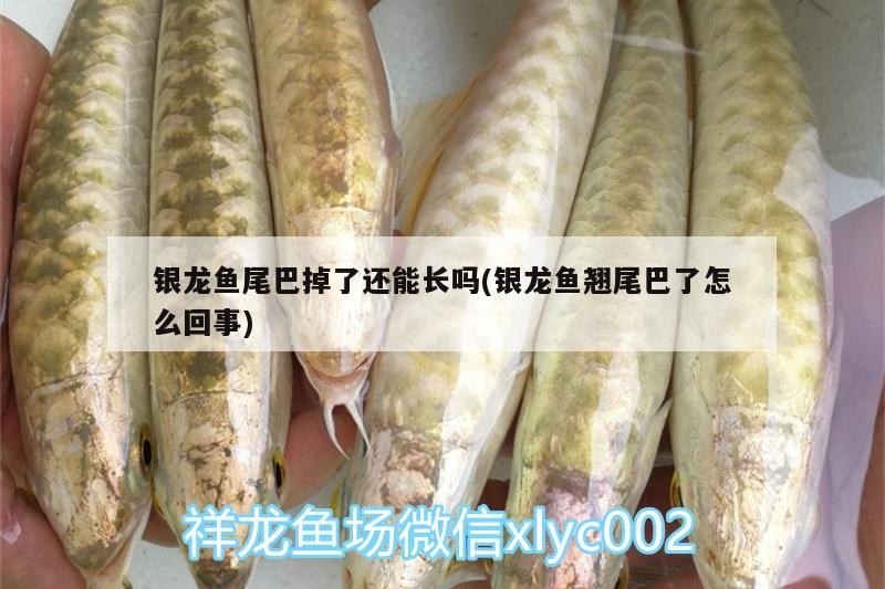 銀龍魚尾巴掉了還能長嗎(銀龍魚翹尾巴了怎么回事)