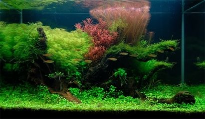 不是沉木可以做魚缸造景嗎：沉木在魚缸造景中扮演著重要的角色，沉木在魚缸造景中需要注意