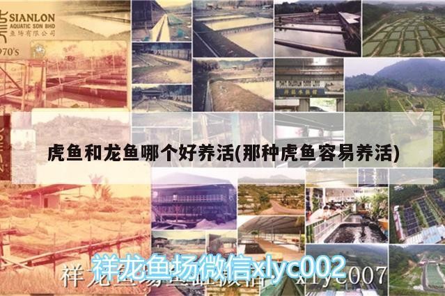 虎魚和龍魚哪個好養活(那種虎魚容易養活)