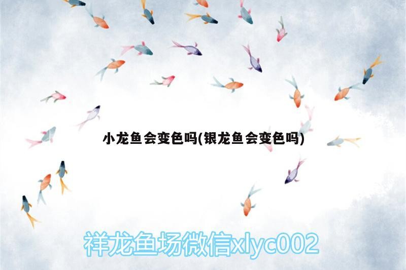 小龍魚會變色嗎(銀龍魚會變色嗎)
