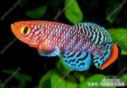 馬來西亞博特拉大學認可度（馬來西亞博特拉大學認可度高嗎）
