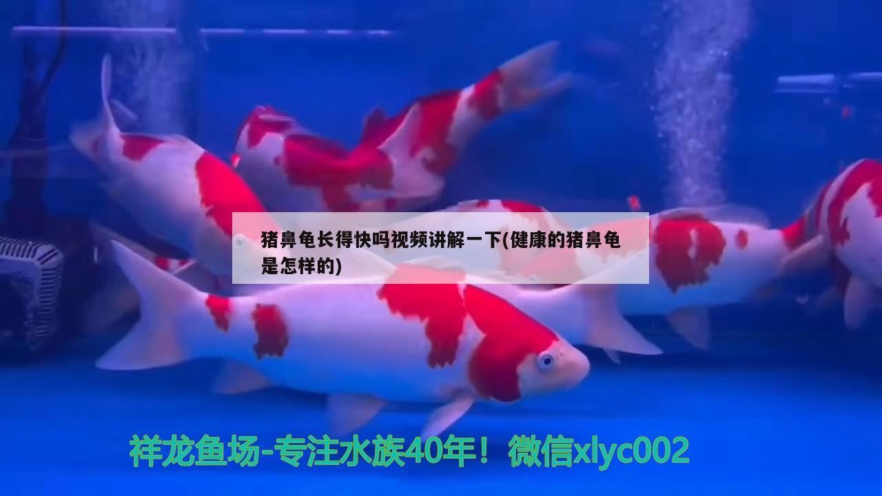 豬鼻龜長得快嗎視頻講解一下(健康的豬鼻龜是怎樣的)
