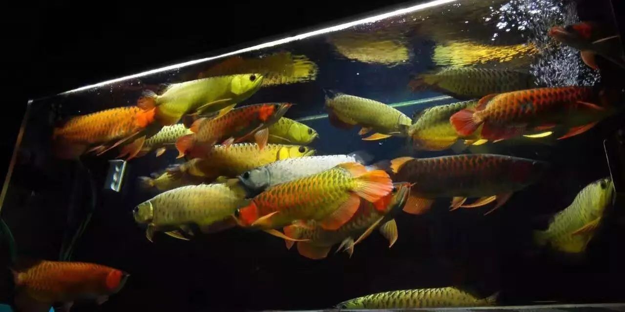 適合與紅龍魚混養的魚有哪些品種：紅龍魚適合與紅龍魚混養的空間要求紅龍魚混養的空間要求