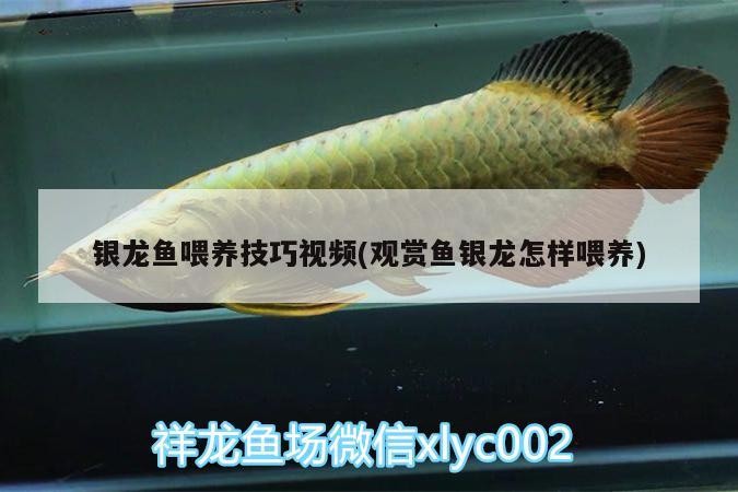 銀龍魚喂養技巧視頻(觀賞魚銀龍怎樣喂養)