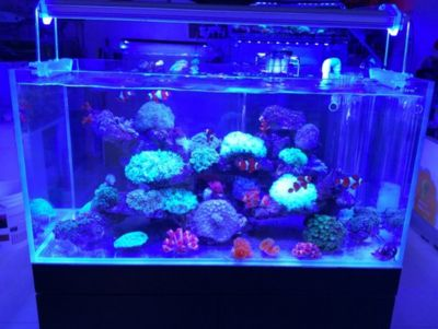 大型魚缸清理小妙招視頻：如何清洗大型魚缸