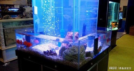 型水魚缸最忌三種東西 型水魚缸最忌三種東西 龍魚百科 第3張