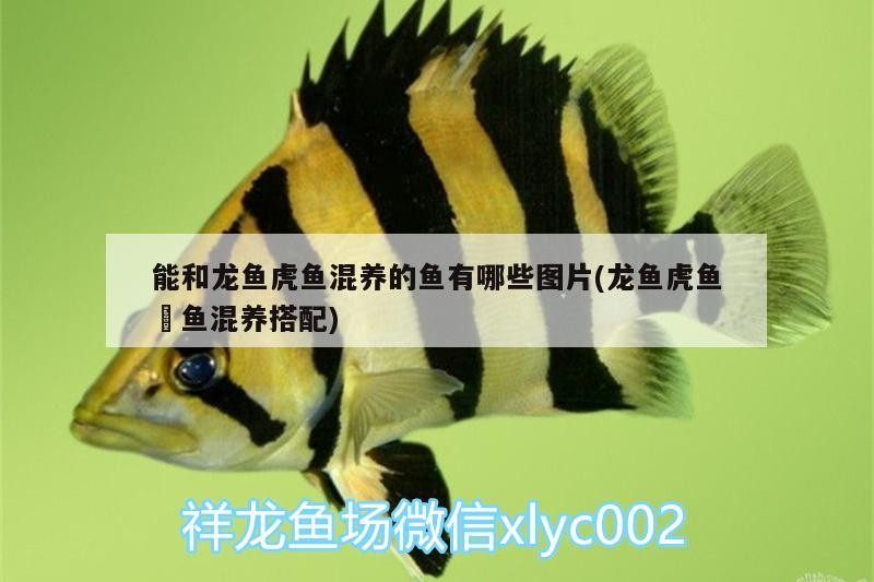 能和龍魚虎魚混養的魚有哪些圖片(龍魚虎魚魟魚混養搭配)