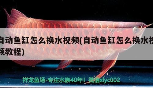 自動魚缸怎么換水視頻(自動魚缸怎么換水視頻教程)