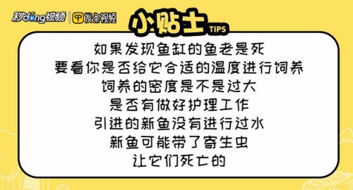紅龍魚有幾種類型圖片及名稱（紅龍魚有幾種類型圖片及名稱大全）