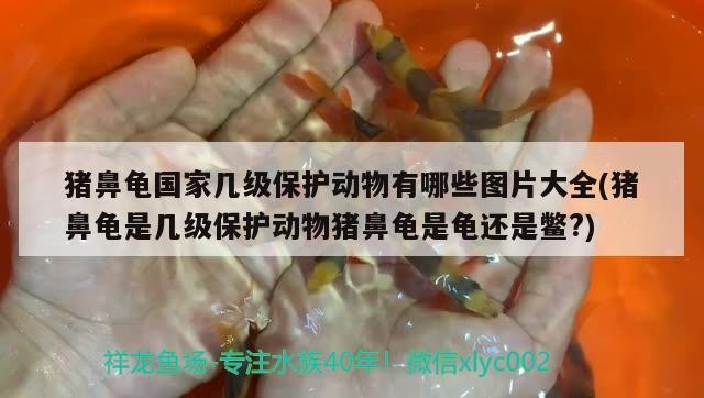 豬鼻龜國家幾級保護動物有哪些圖片大全(豬鼻龜是幾級保護動物豬鼻龜是龜還是鱉?)