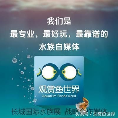 龍魚魚鱗上有白色斑點vs祥龍魚場：龍魚魚鱗上出現(xiàn)白色斑點怎么辦 龍魚魚鱗上有白色斑點vs祥龍魚場：龍魚魚鱗上出現(xiàn)白色斑點怎么辦 vs祥龍魚場 第2張