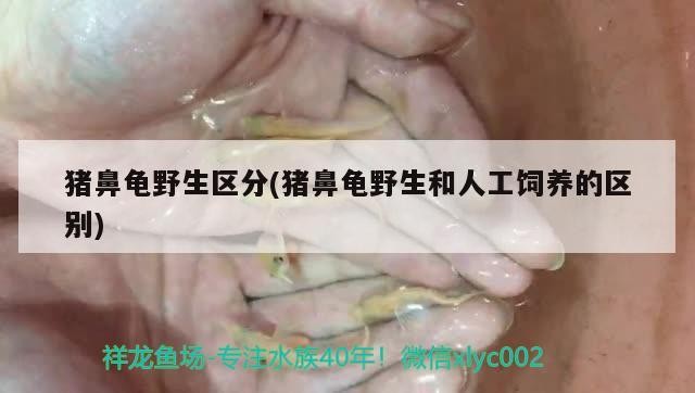 豬鼻龜野生區分(豬鼻龜野生和人工飼養的區別)
