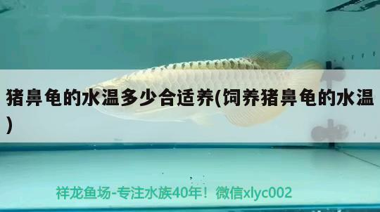 豬鼻龜的水溫多少合適養(yǎng)(飼養(yǎng)豬鼻龜的水溫)