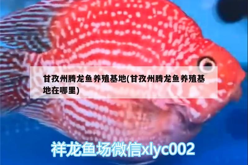 紅龍魚可以搭配哪些蔬菜，紅龍魚可以搭配的蔬菜非常有限，且不建議作為主食