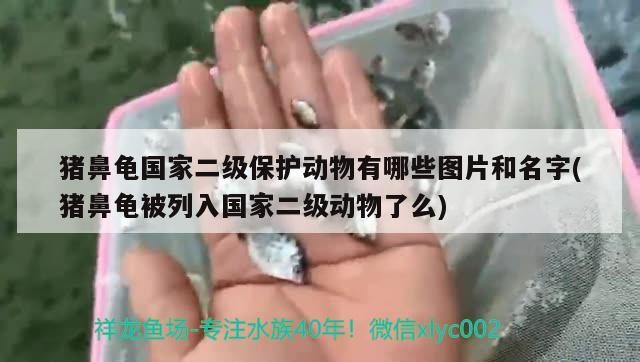 豬鼻龜國家二級保護動物有哪些圖片和名字(豬鼻龜被列入國家二級動物了么)