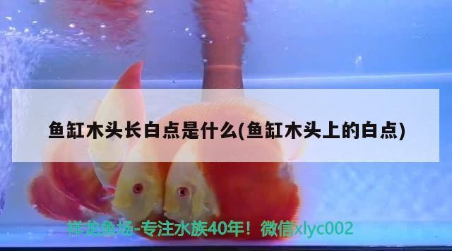 魚缸過濾器選購指南:自制魚缸過濾器魚缸上置過濾器對于養魚愛好者的必備知識 魚缸木頭長白點是什么(魚缸木頭上的白點) 魟魚百科 魚缸木頭長白點是什么(魚缸木頭上的白點) 魚缸木頭長白點是什么(魚缸木頭上的白點) 魟魚百科