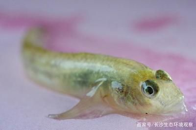 虎魚喂多會不會撐死魚：虎魚喂多會不會撐死魚，飼養者應該采取適當的喂食策略