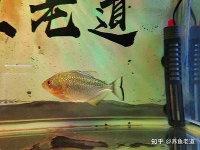虎魚喂多會不會撐死魚：虎魚喂多會不會撐死魚，飼養者應該采取適當的喂食策略