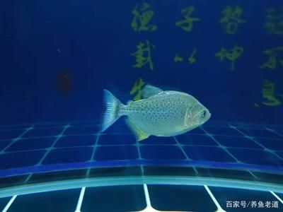 虎魚喂多會不會撐死魚：虎魚喂多會不會撐死魚，飼養者應該采取適當的喂食策略