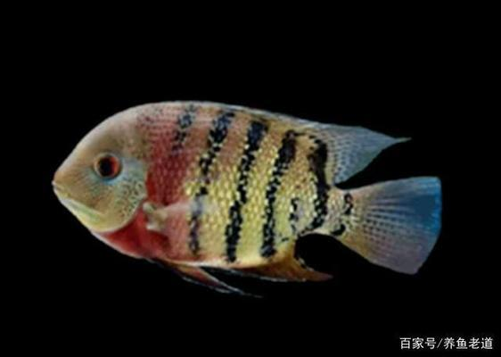 1米5魚缸一般人養不了