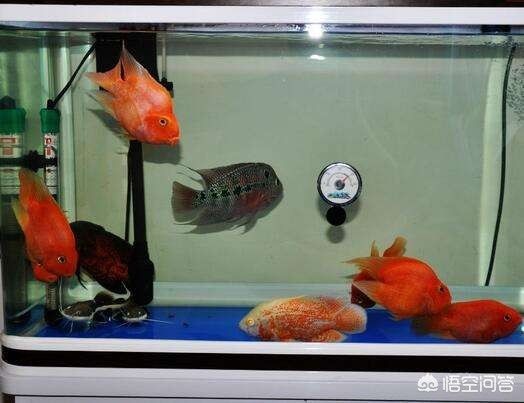 帶蓋的魚缸怎么改上濾水：帶蓋魚缸改造的創意方案魚缸改造的創意方案魚缸改造