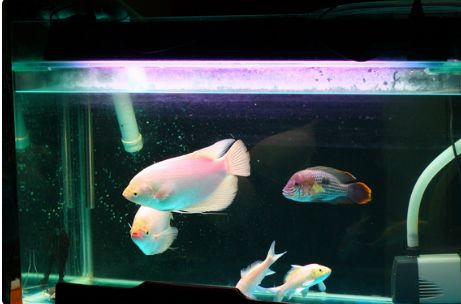 帶蓋的魚缸怎么改上濾水：帶蓋魚缸改造的創意方案魚缸改造的創意方案魚缸改造