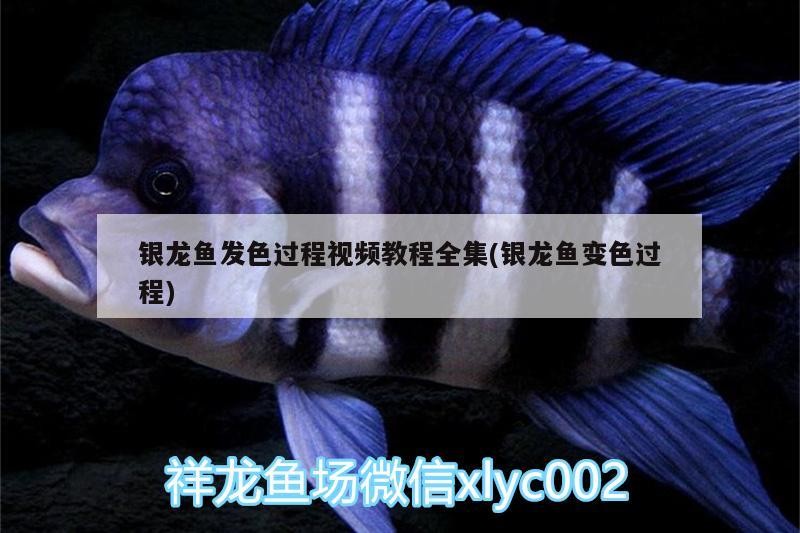 銀龍魚(yú)發(fā)色過(guò)程視頻教程全集(銀龍魚(yú)變色過(guò)程) 銀龍魚(yú)發(fā)色過(guò)程視頻教程全集(銀龍魚(yú)變色過(guò)程) 銀龍魚(yú)百科