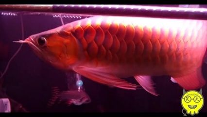 精品紅龍魚：精品紅龍魚價格受品種、飼養成本、壽命和飼養環境等因素影響 精品紅龍魚：精品紅龍魚價格受品種、飼養成本、壽命和飼養環境等因素影響 紅龍魚百科 第5張