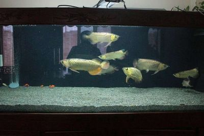 金龍魚蒙眼最好最快的辦法 龍魚百科 第6張 金龍魚蒙眼最好最快的辦法 金龍魚蒙眼最好最快的辦法 龍魚百科 第6張