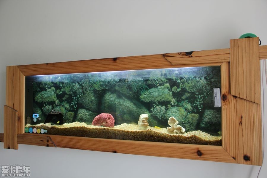 壁掛魚缸養什么魚好：壁掛魚缸適合養什么魚？