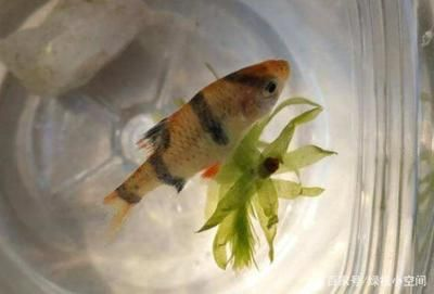 虎皮魚的繁殖技巧虎皮魚的繁殖技巧虎皮魚繁殖技巧：如何選擇一個(gè)適合養(yǎng)虎皮魚的魚缸
