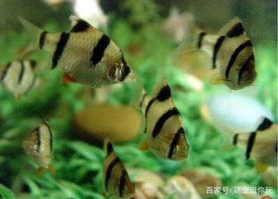 虎皮魚的繁殖技巧虎皮魚的繁殖技巧虎皮魚繁殖技巧：如何選擇一個(gè)適合養(yǎng)虎皮魚的魚缸