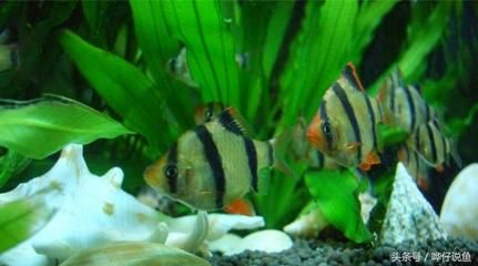 虎皮魚的繁殖技巧虎皮魚的繁殖技巧虎皮魚繁殖技巧：如何選擇一個(gè)適合養(yǎng)虎皮魚的魚缸