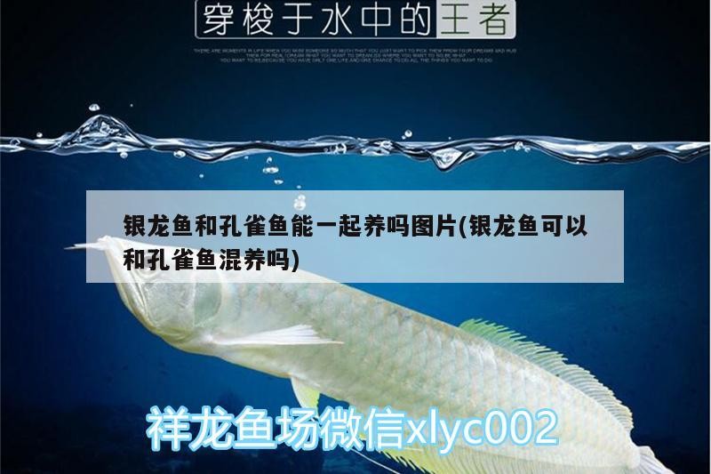 銀龍魚和孔雀魚能一起養(yǎng)嗎圖片(銀龍魚可以和孔雀魚混養(yǎng)嗎)