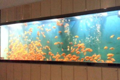 龍魚用加鹽么vs祥龍魚場：如何判斷龍魚健康狀態