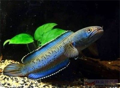 龍魚用加鹽么vs祥龍魚場：如何判斷龍魚健康狀態