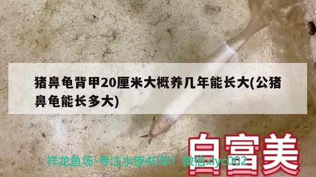 豬鼻龜背甲20厘米大概養幾年能長大(公豬鼻龜能長多大)
