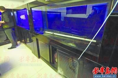 紅龍魚苗多久喂食一次，紅龍魚苗喂食計劃表