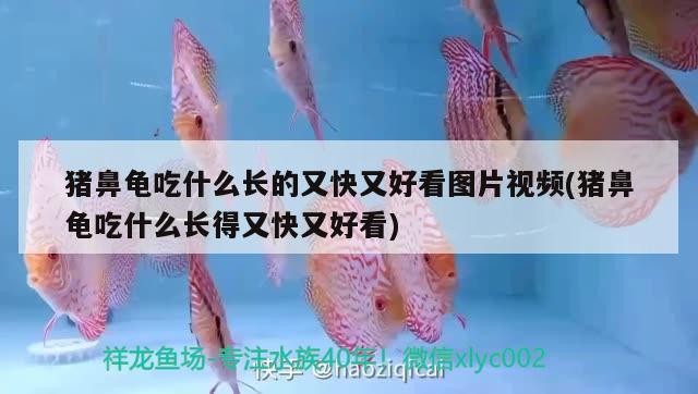 豬鼻龜吃什么長的又快又好看圖片視頻(豬鼻龜吃什么長得又快又好看)