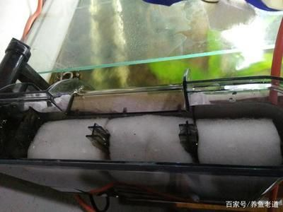 大型魚缸怎么清洗底部污垢：如何清洗大型魚缸底部污垢